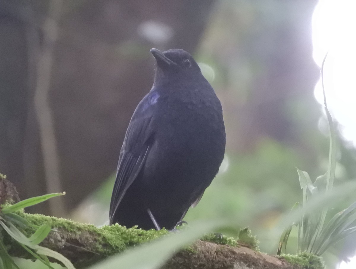 Javan Whistling-Thrush - ML646433246