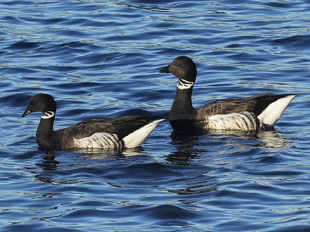 コクガン - ML646433247