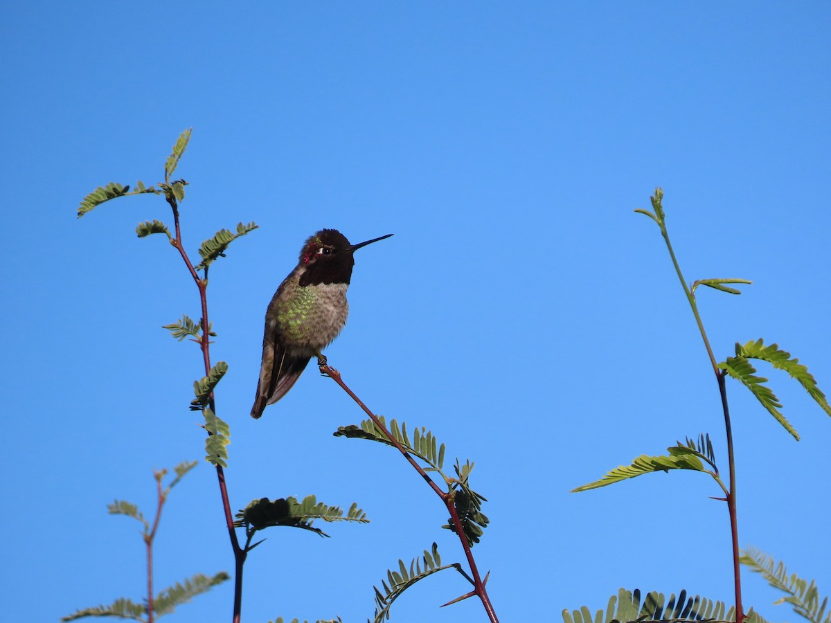 Anna's Hummingbird - ML646433249