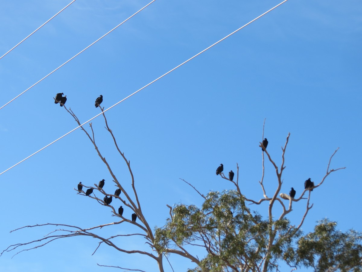 Zopilote Negro - ML646433251