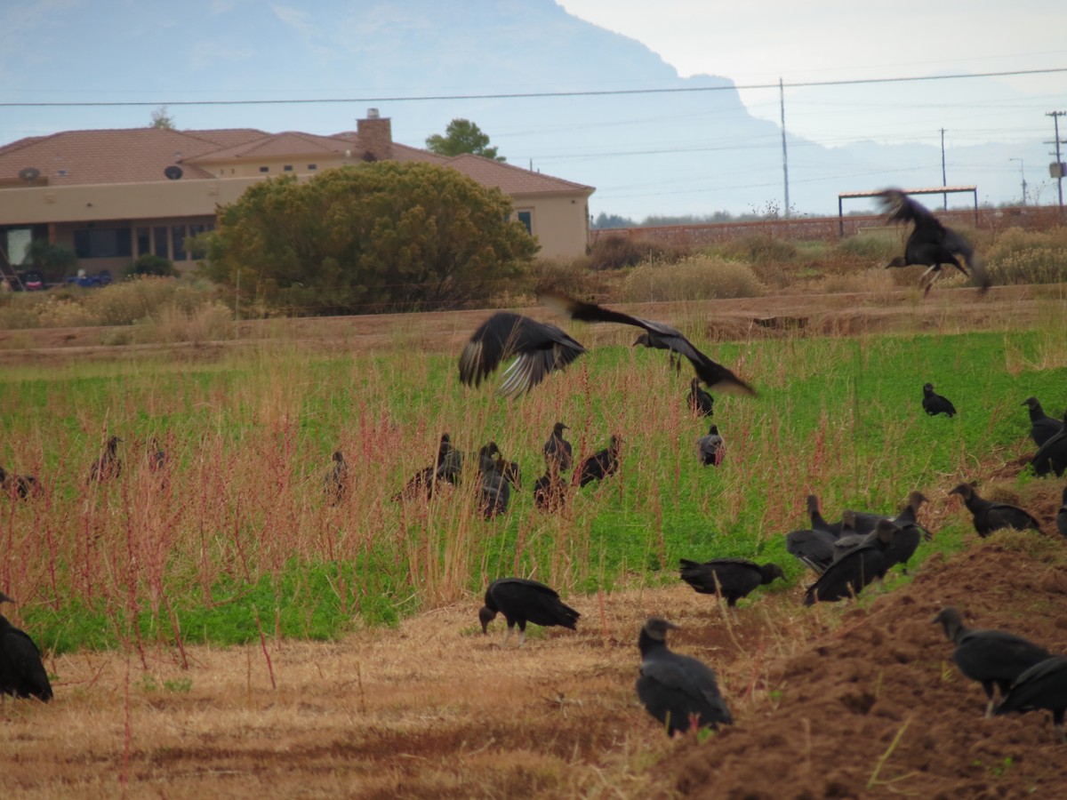 Zopilote Negro - ML646433252