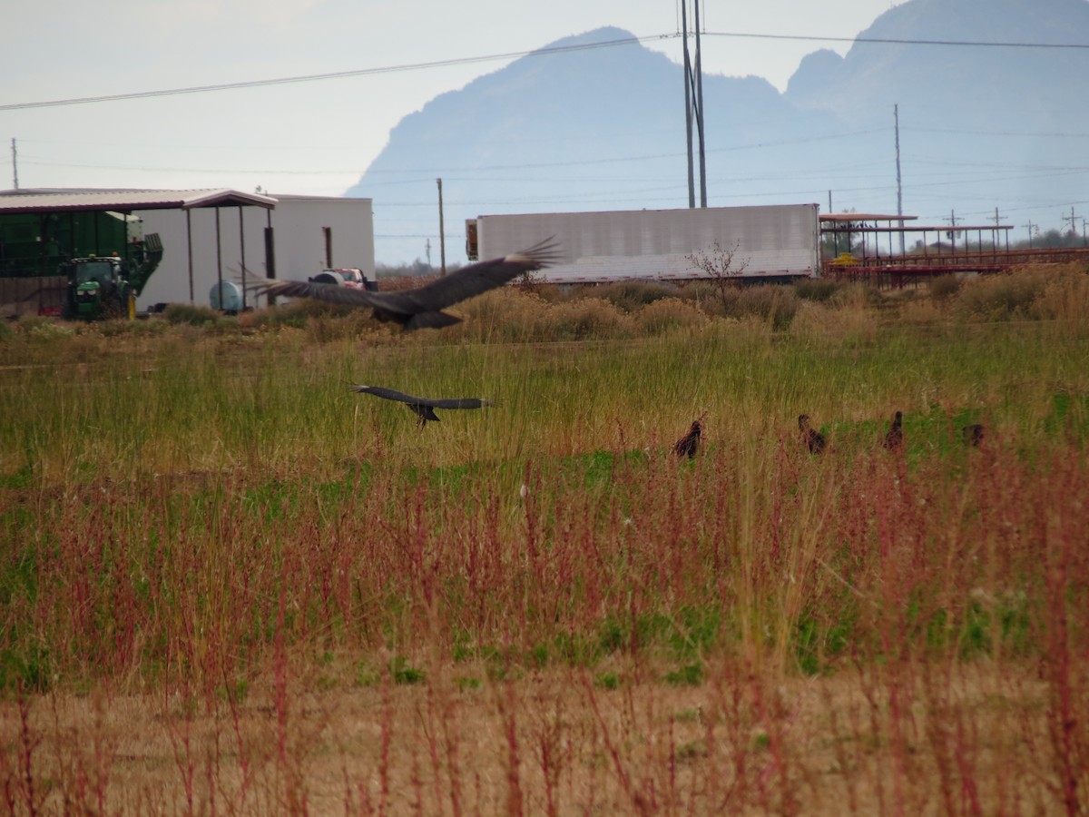 Zopilote Negro - ML646433253