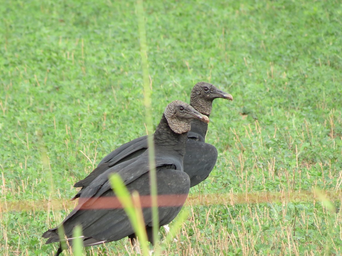 Zopilote Negro - ML646433255