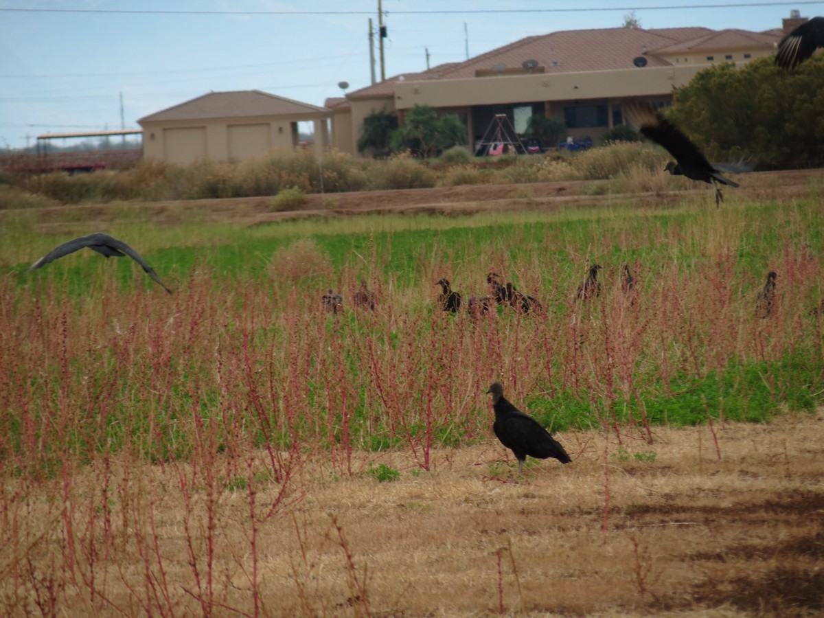 Zopilote Negro - ML646433256