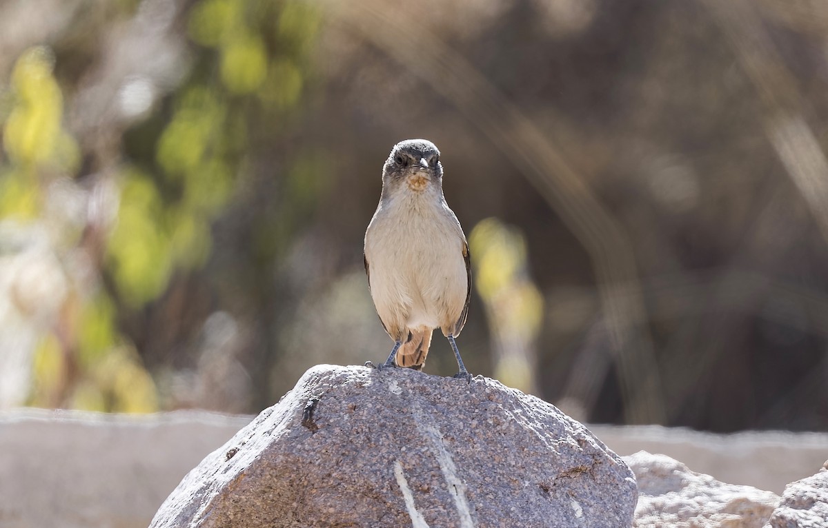 Dark-winged Canastero - ML646433257