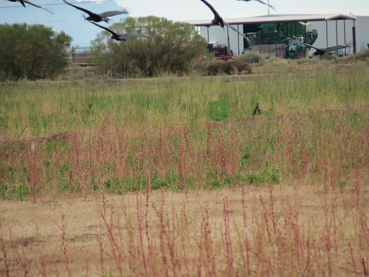 Zopilote Negro - ML646433258