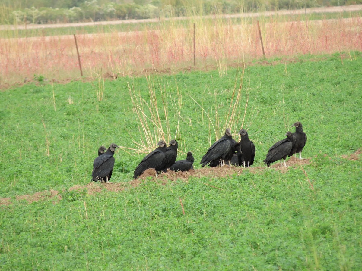 Zopilote Negro - ML646433260