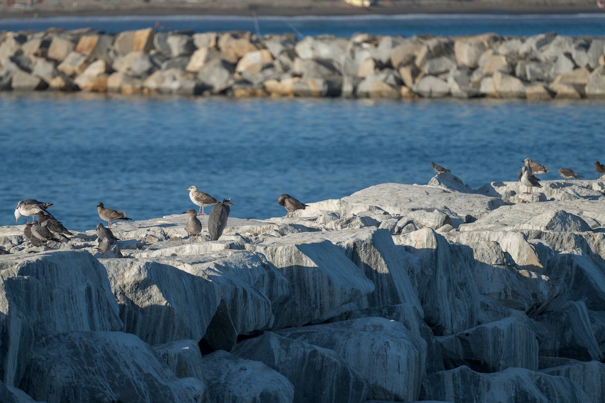 volavka velká - ML646433261