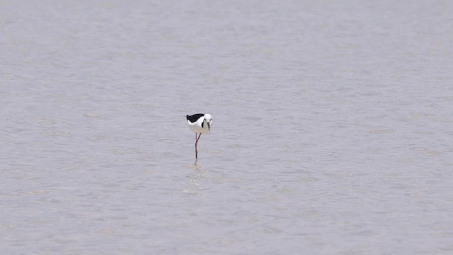 Pied Stilt - ML646433262