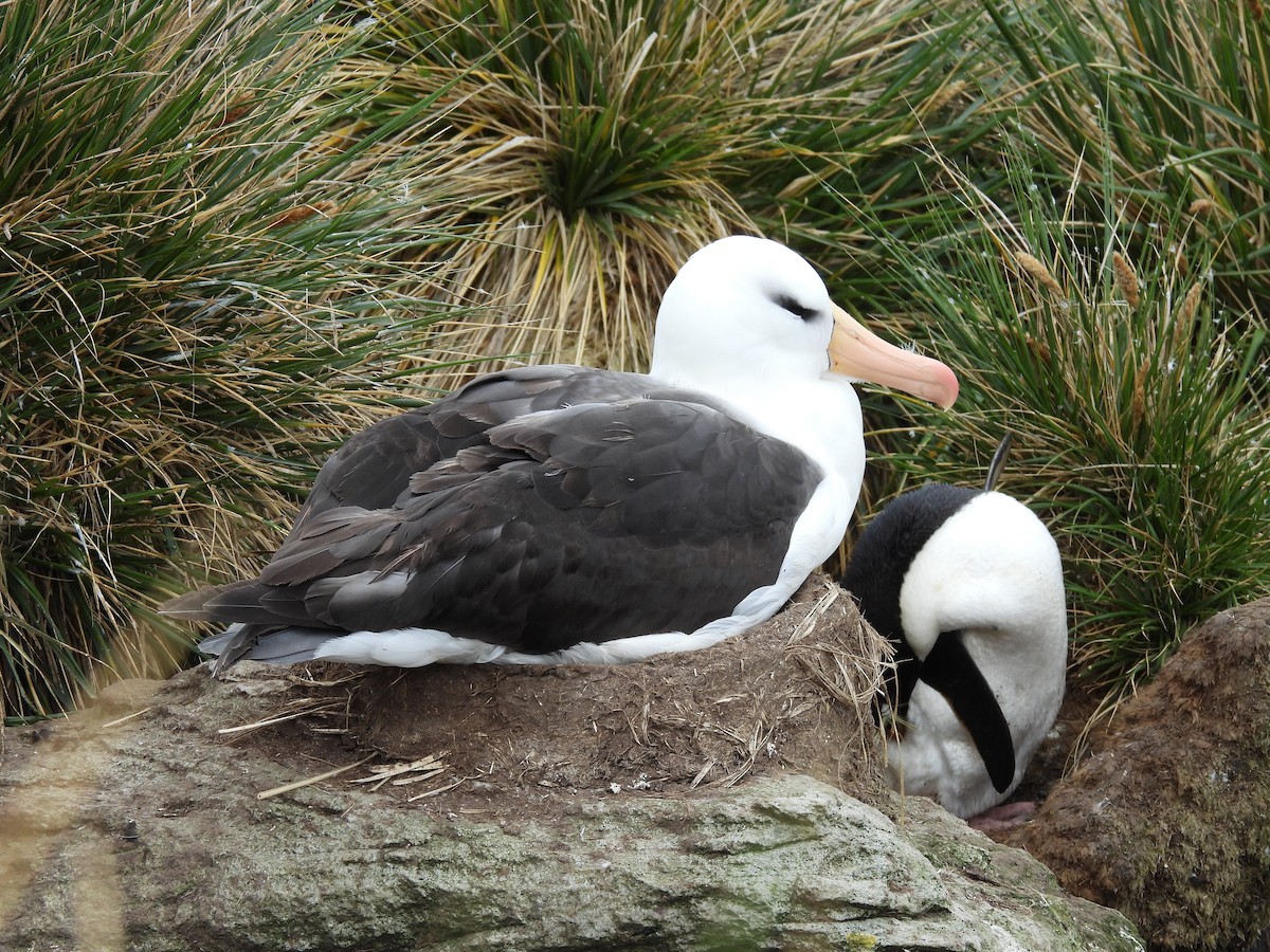 albatros černobrvý - ML646433263