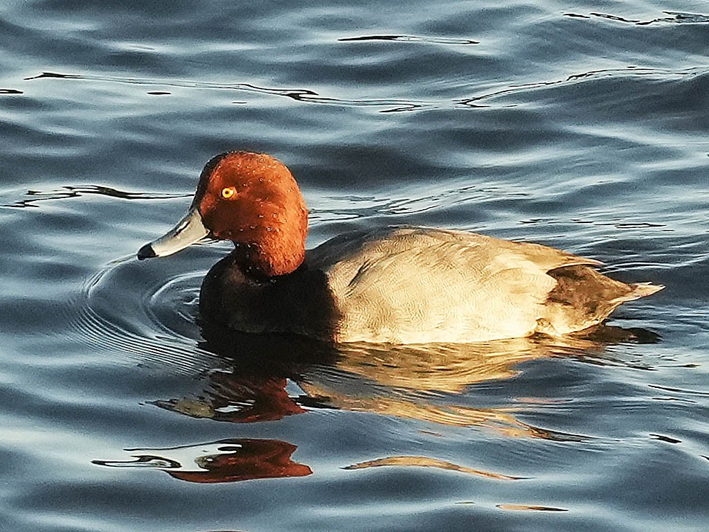 アメリカホシハジロ - ML646433266