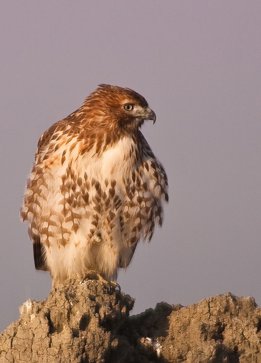 Red-tailed Hawk - ML646433267