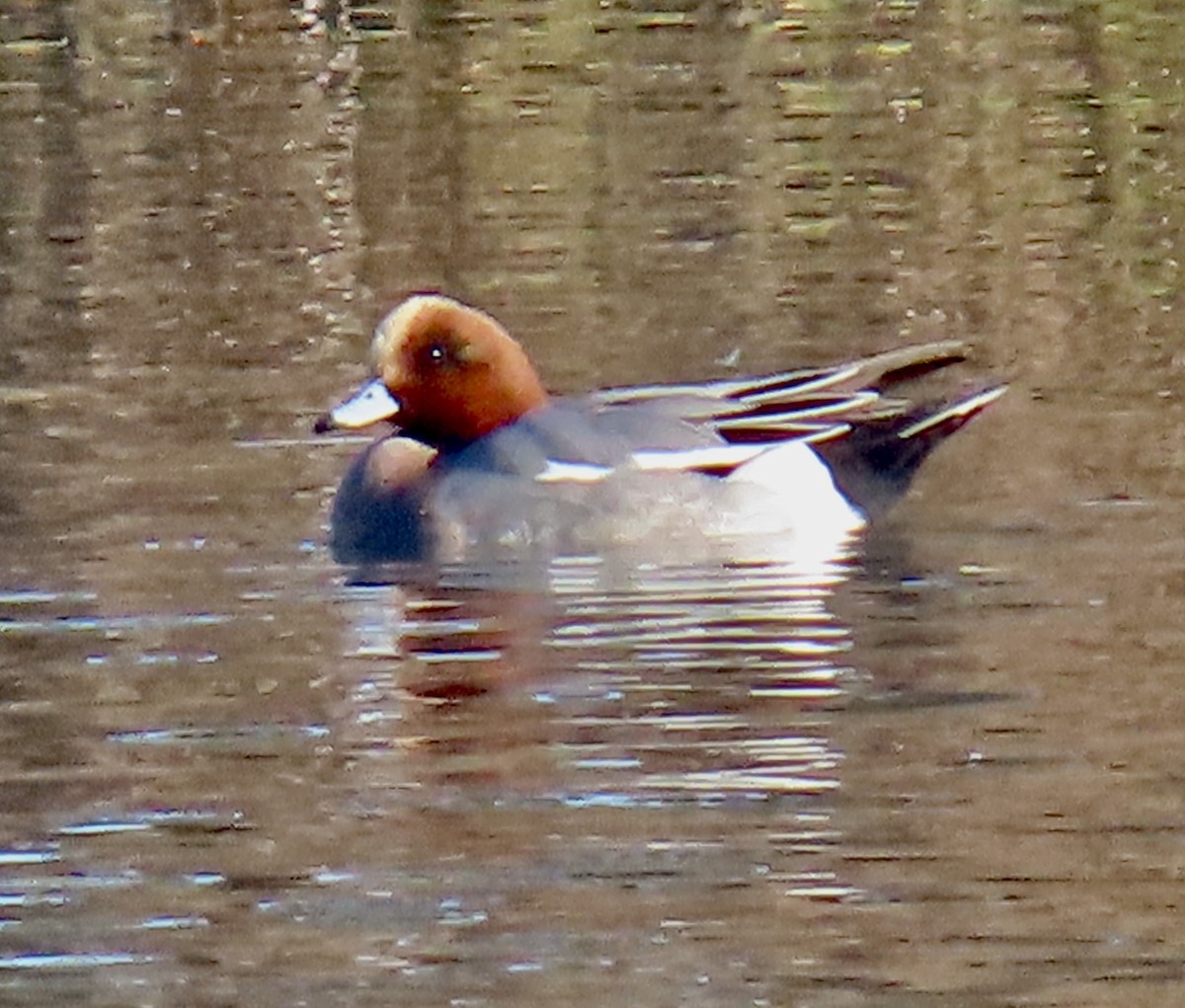 Fischione - ML646433268