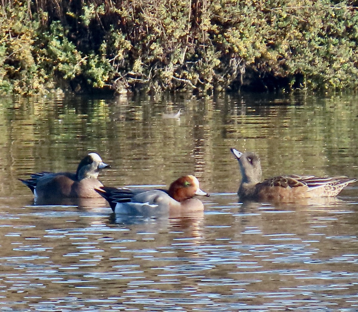 Fischione - ML646433269