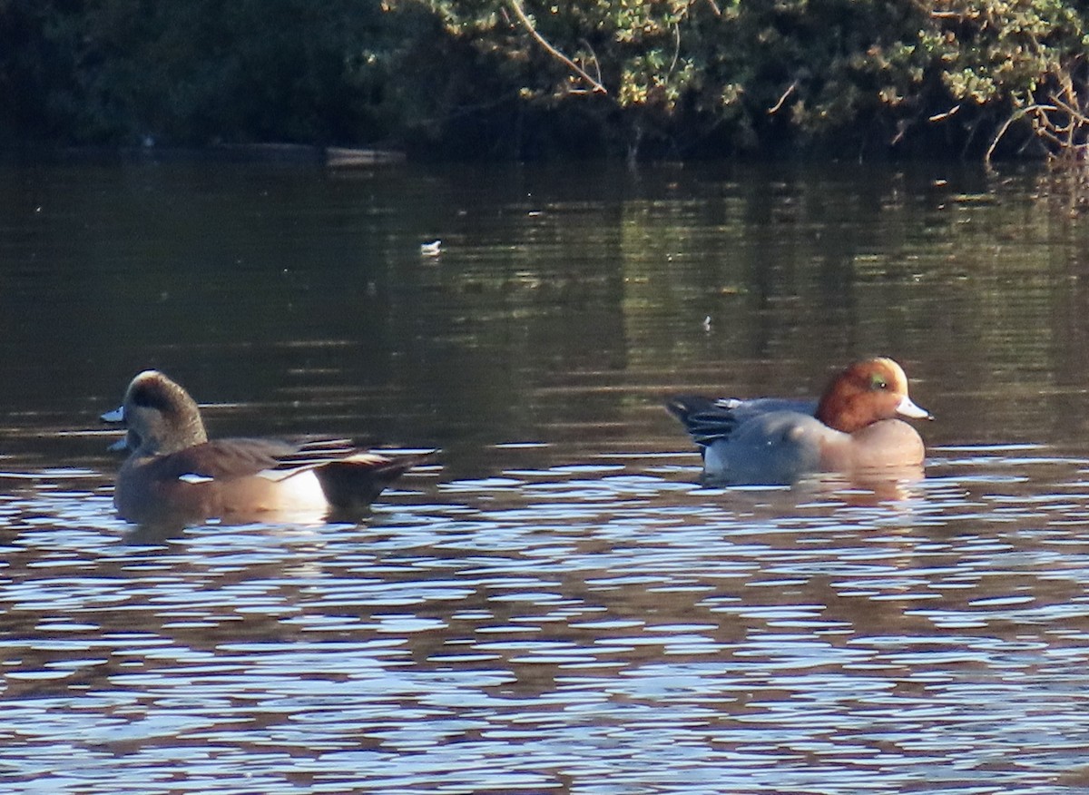 Fischione - ML646433270