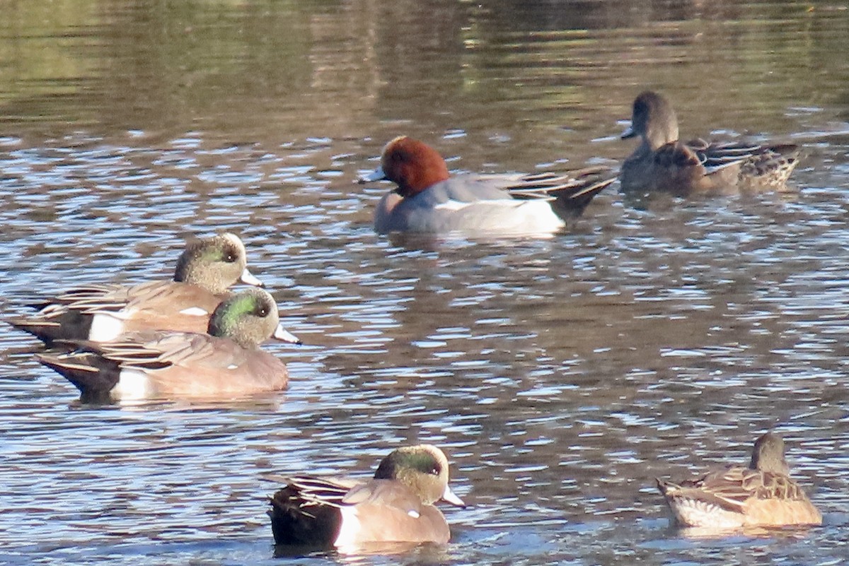 Fischione - ML646433271