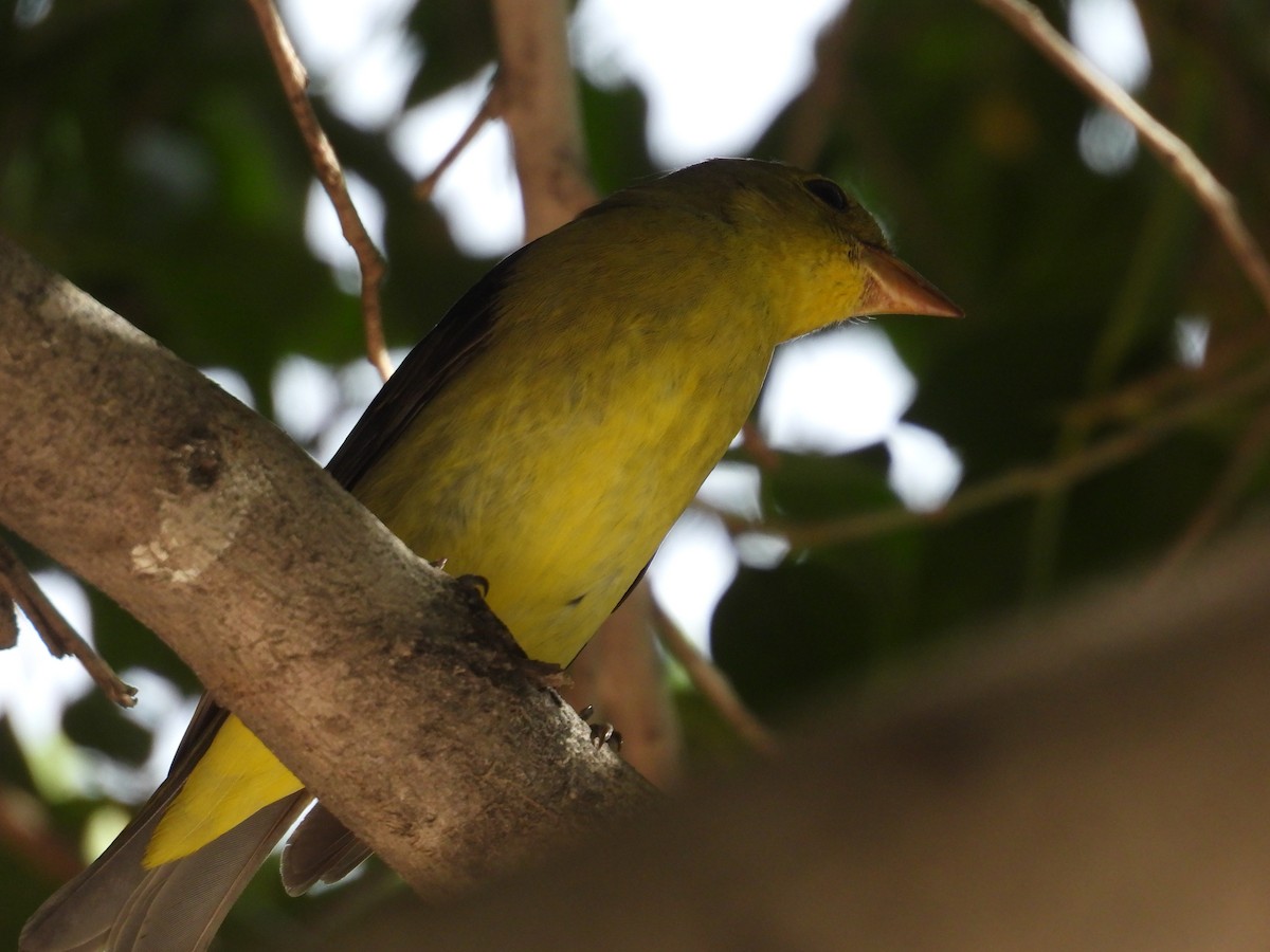 Piranga Escarlata - ML646433272