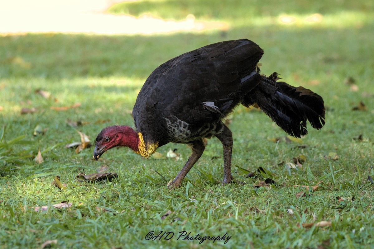 Australian Brushturkey - ML646433273