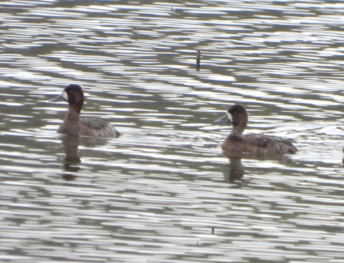 Lesser Scaup - ML646433274