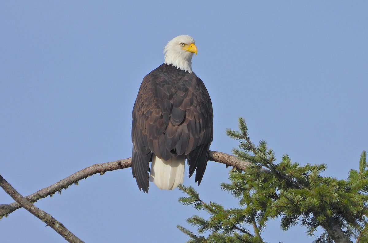 orel bělohlavý - ML646433275