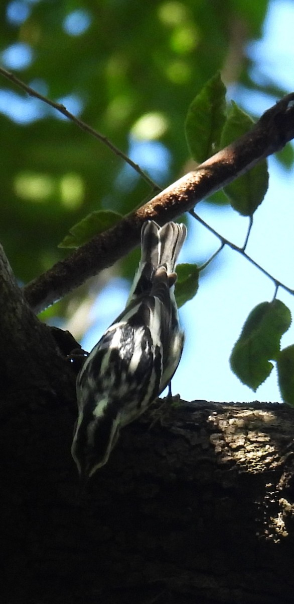 Black-and-white Warbler - ML646433276