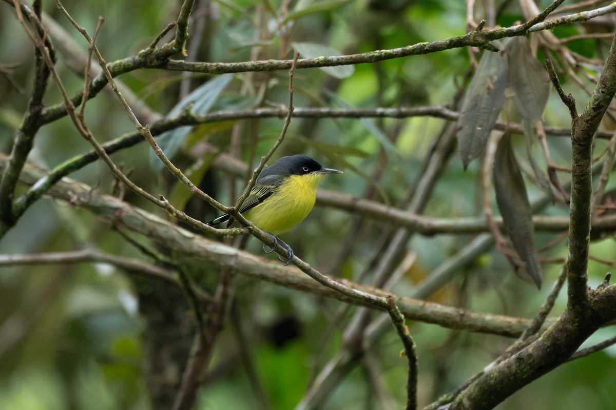 Common Tody-Flycatcher - ML646433277