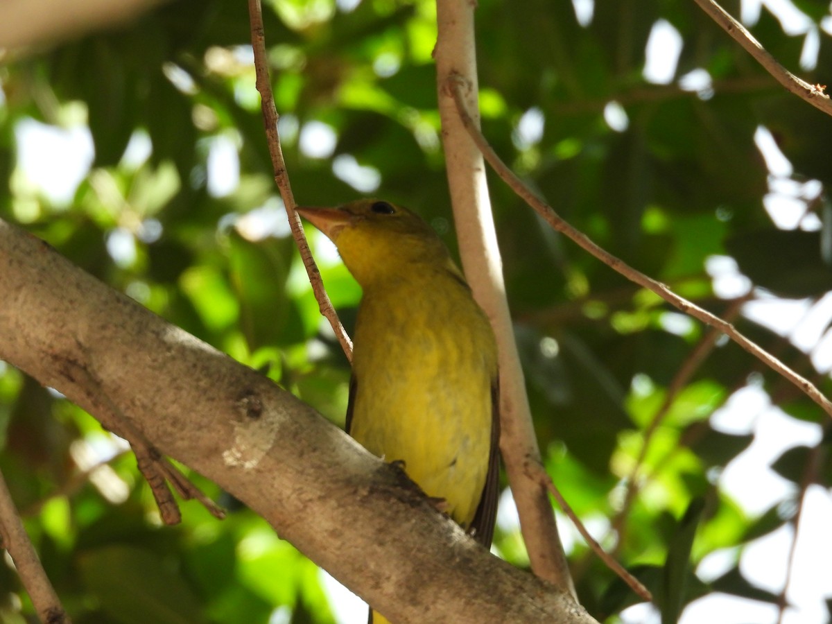 Piranga Escarlata - ML646433279