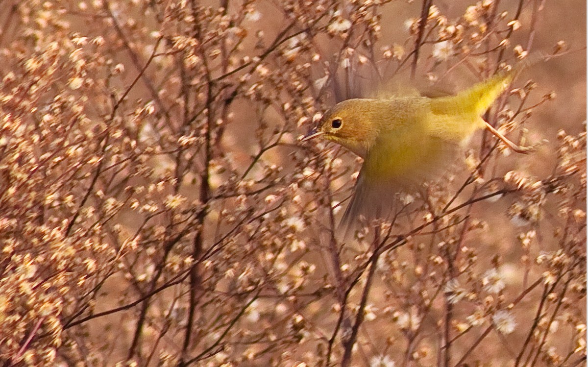 Common Yellowthroat - ML646433280