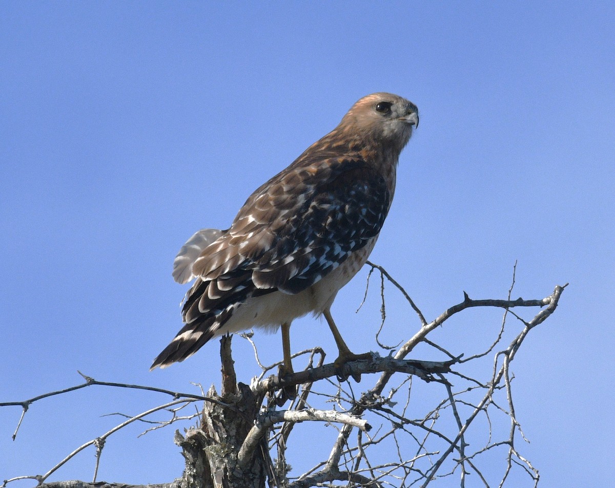 Red-shouldered Hawk - ML646433281