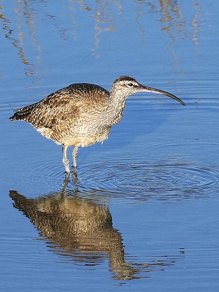 アメリカチュウシャクシギ - ML646433282