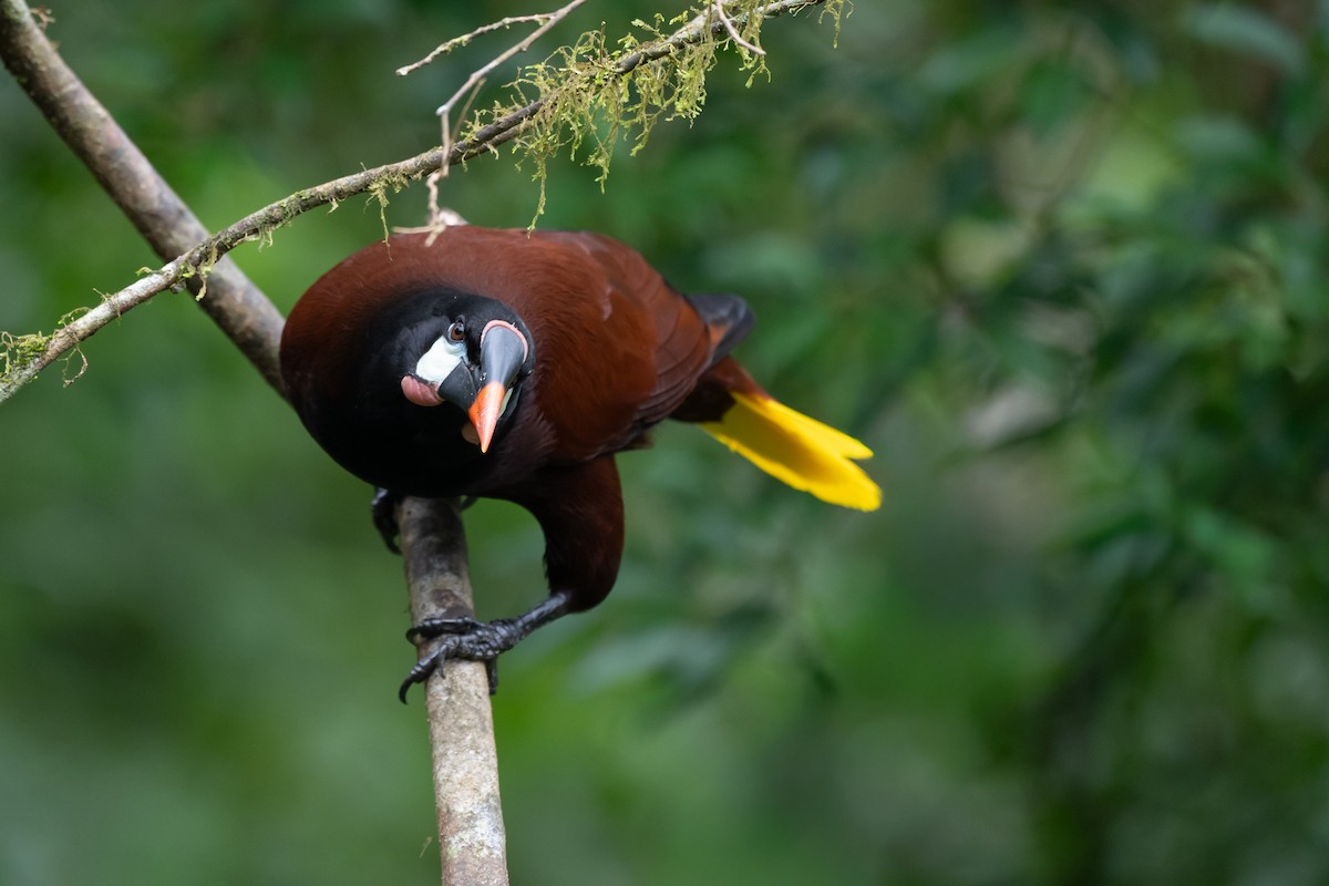 Montezuma Oropendola - ML646433283