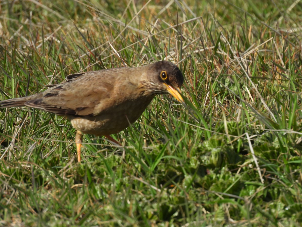 drozd falklandský (ssp. falcklandii) - ML646433284