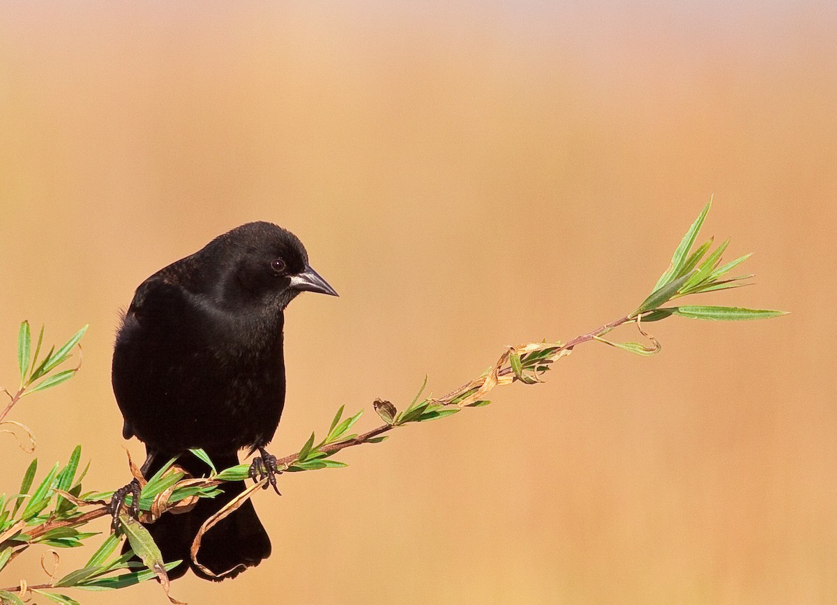 Red-winged Blackbird - ML646433285