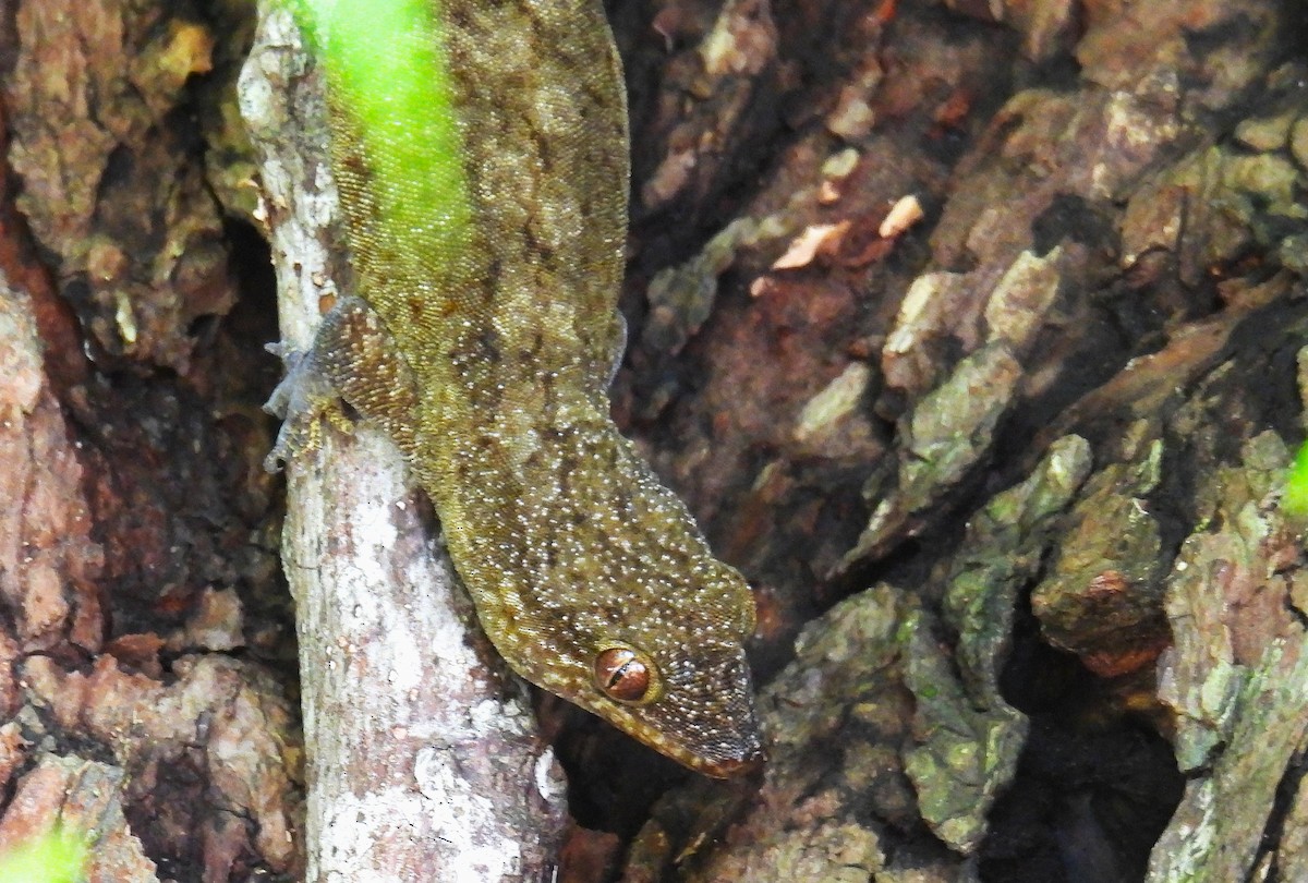 Animals - ML646433287