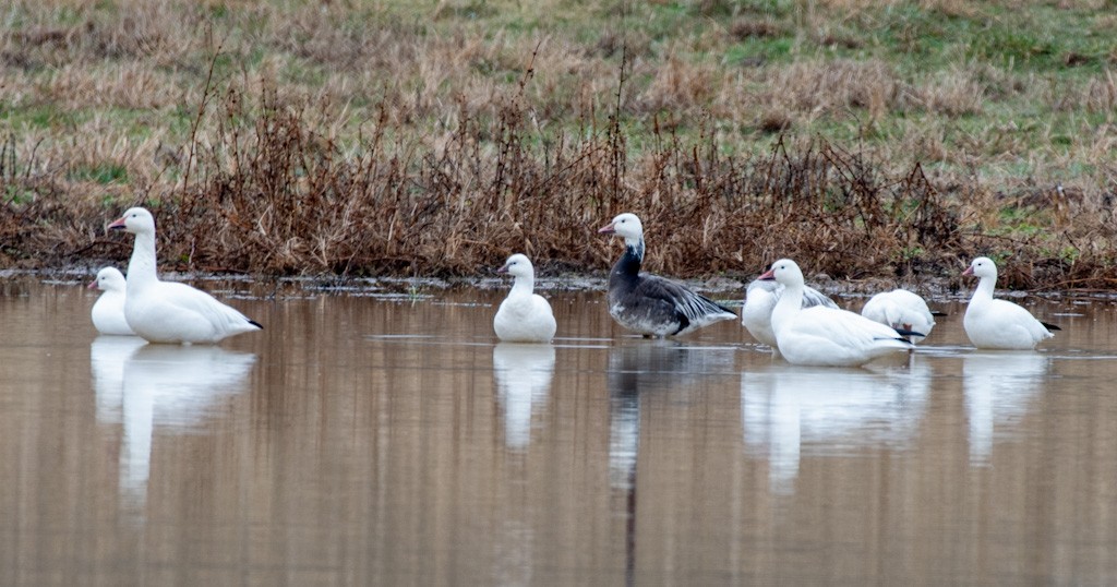 Snow Goose - ML646433290