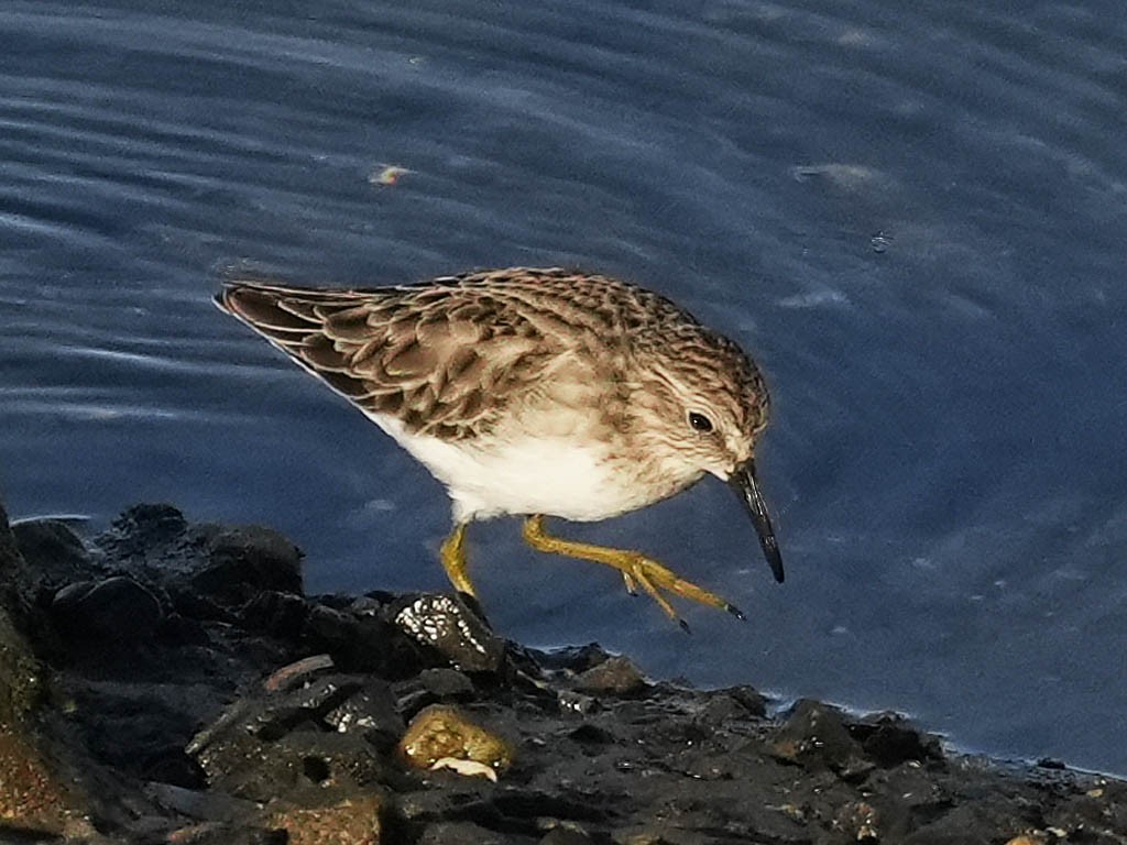 アメリカヒバリシギ - ML646433292