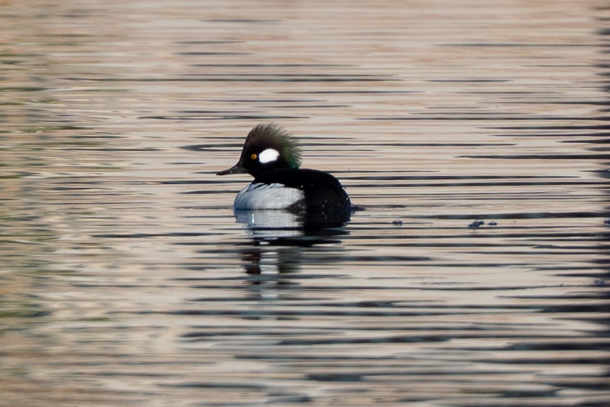 Bufflehead x Hooded Merganser (hybrid) - ML646433294
