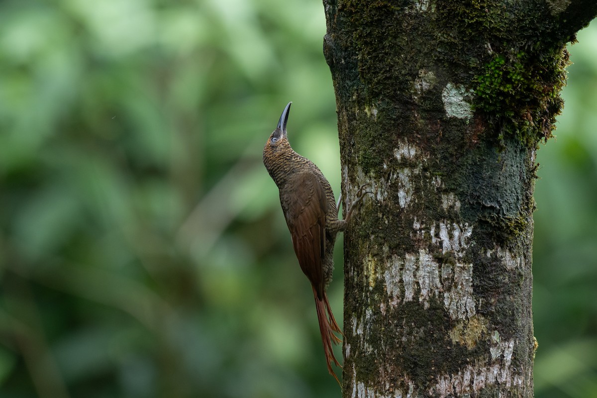 Northern Barred-Woodcreeper - ML646433295