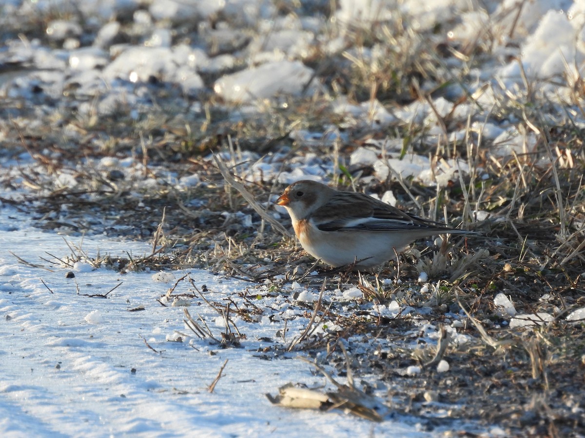 Snow Bunting - ML646433297