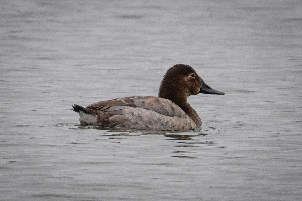 Canvasback - ML646433298