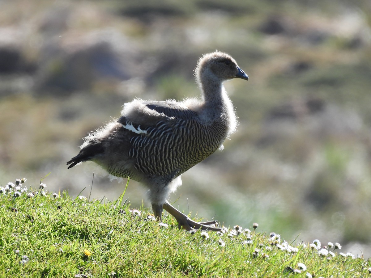 husice magellanská - ML646433299