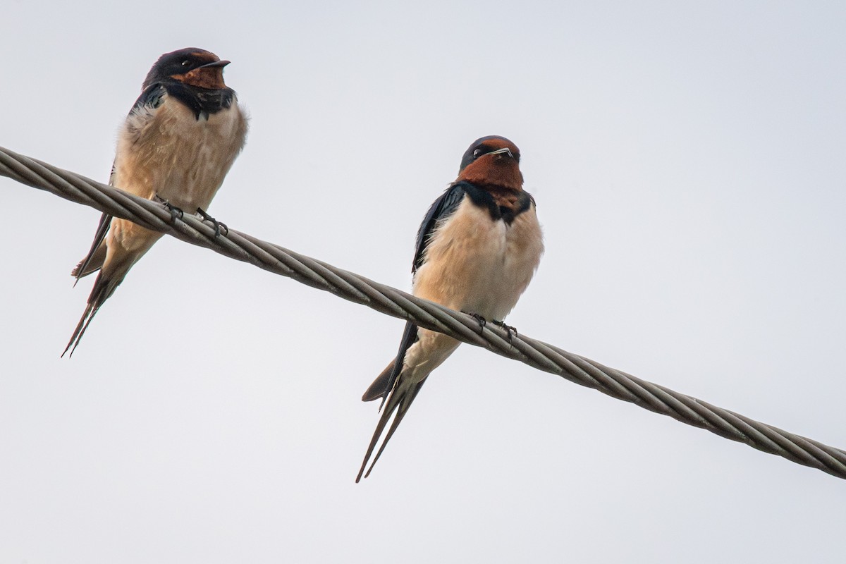 vlaštovka obecná - ML646433300