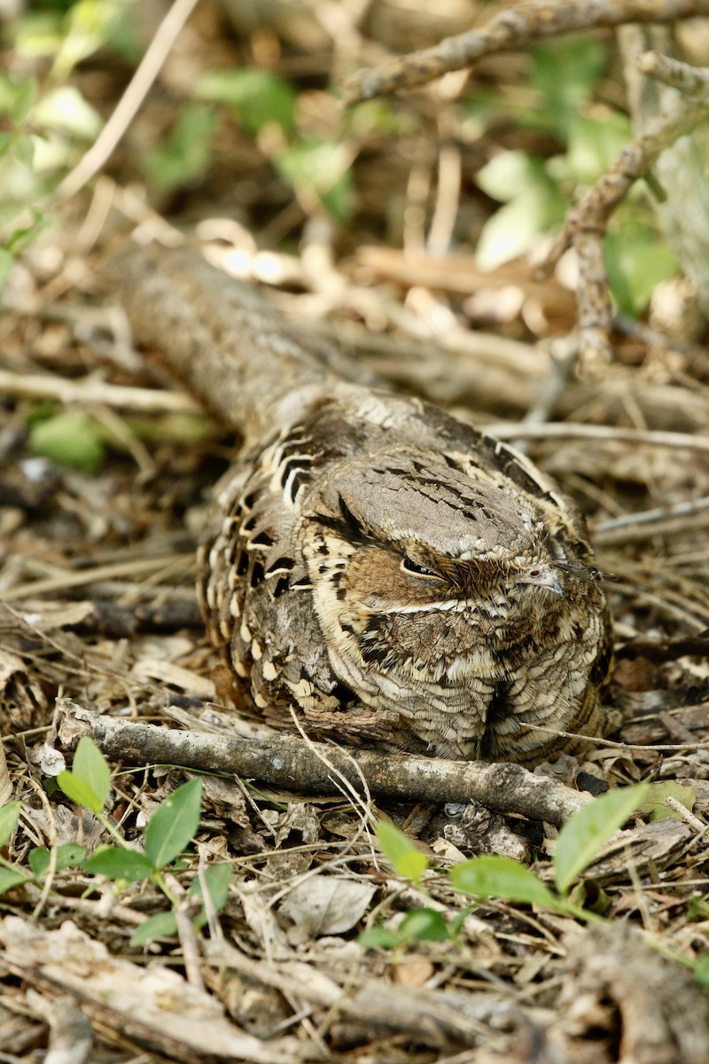 Common Pauraque - ML646433304