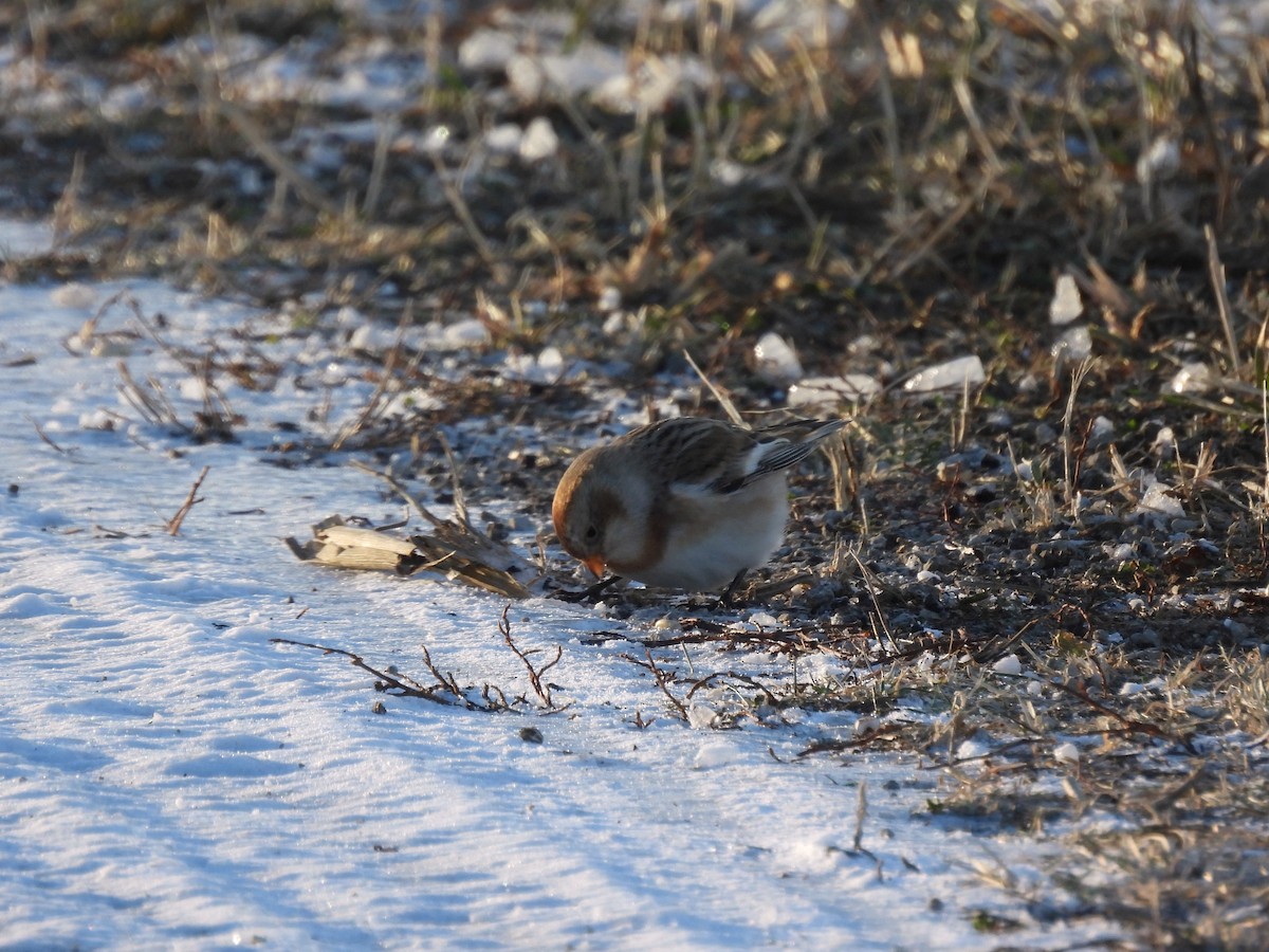 Snow Bunting - ML646433305