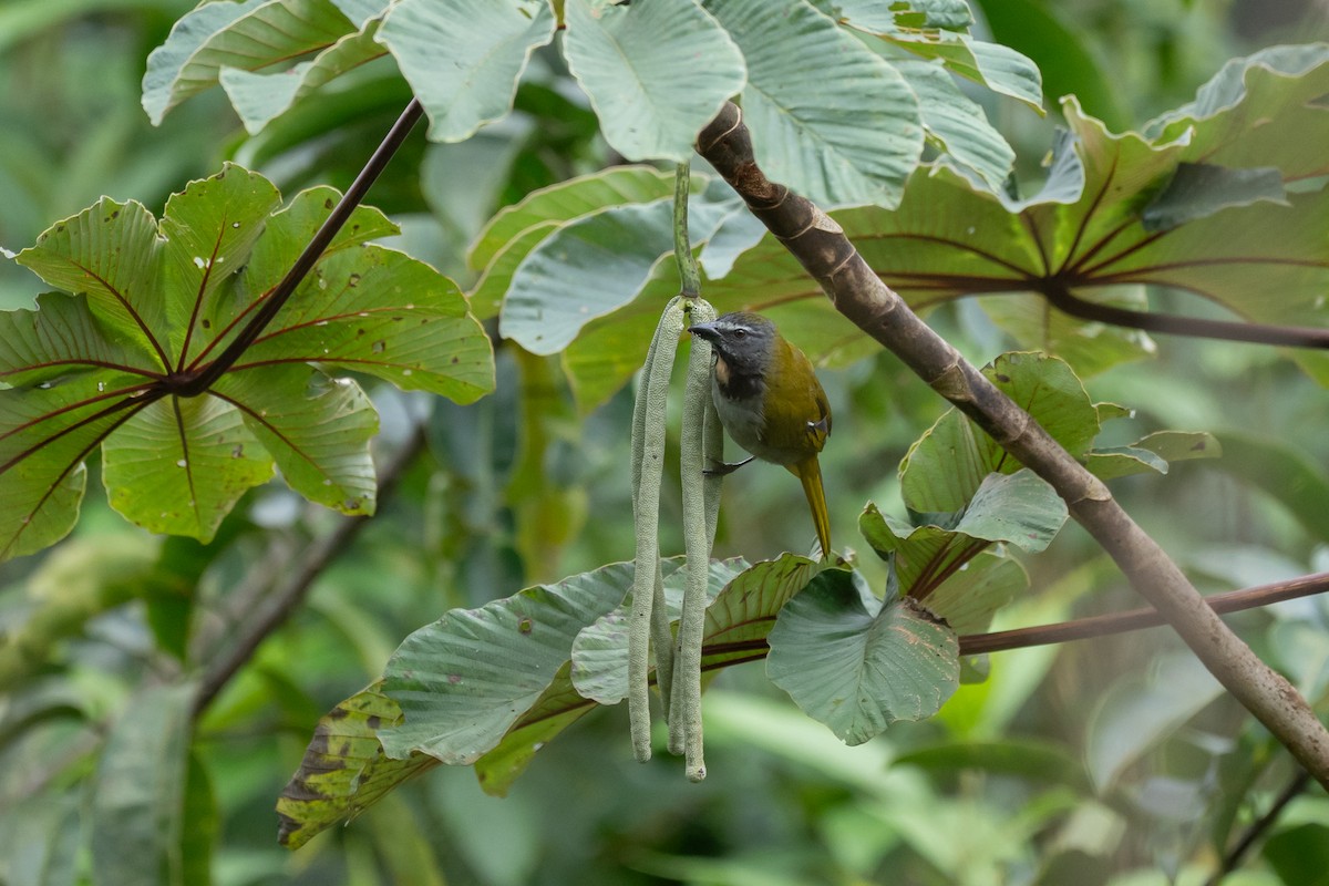 Buff-throated Saltator - ML646433306