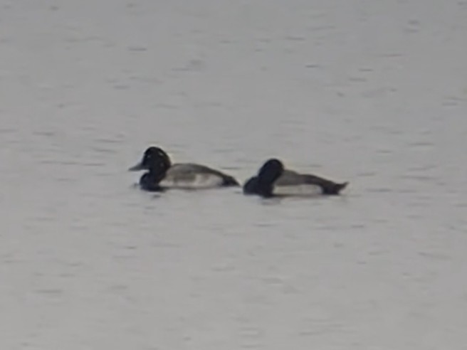 Тэнгисийн шумбуур - ML646433307