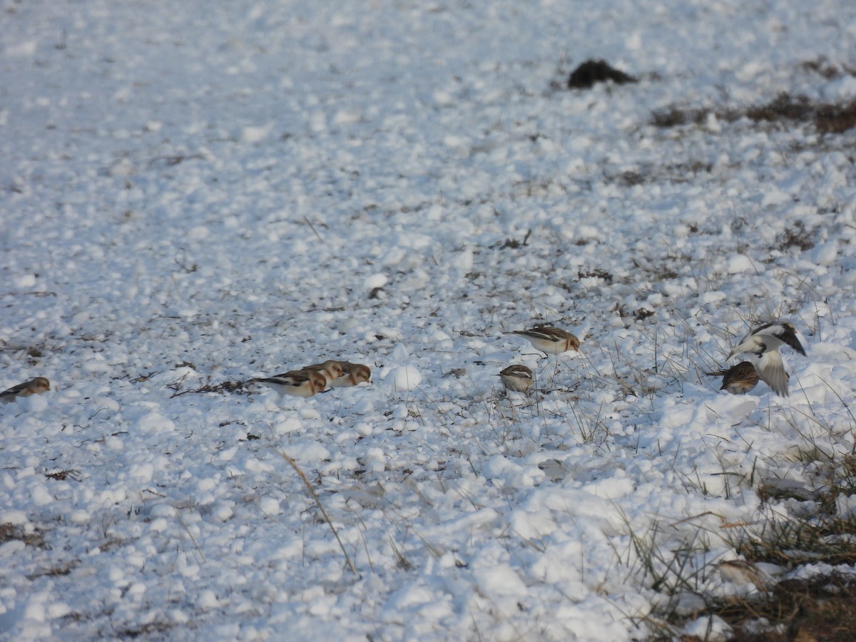 Snow Bunting - ML646433309