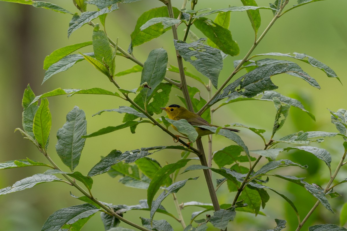 lesňáček čepičatý - ML646433311