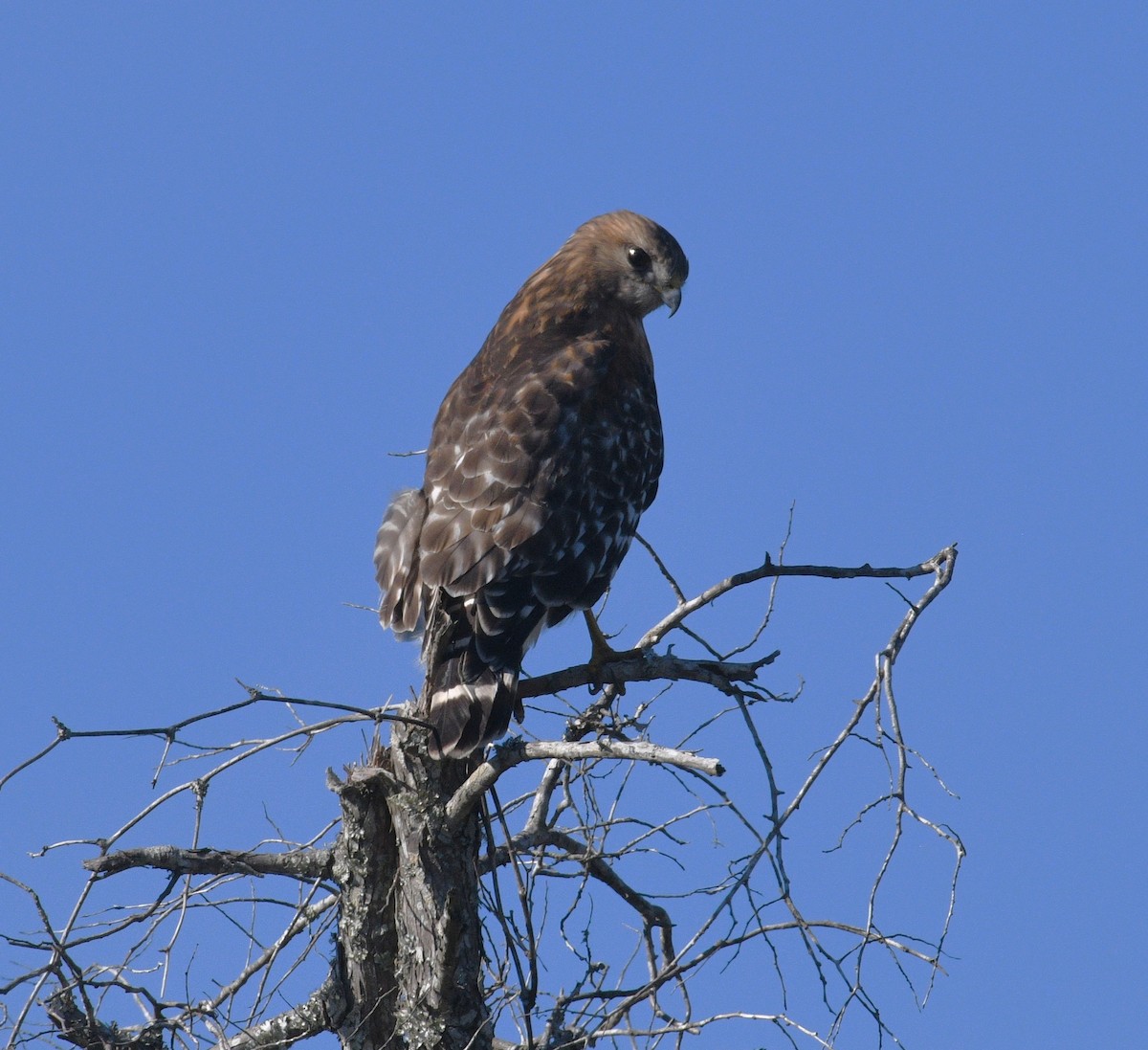 Red-shouldered Hawk - ML646433312
