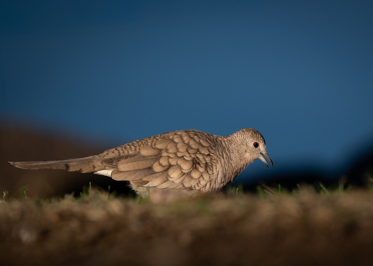 Inca Dove - ML646433314